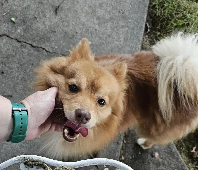 Rusty Foxington thumbnail 4