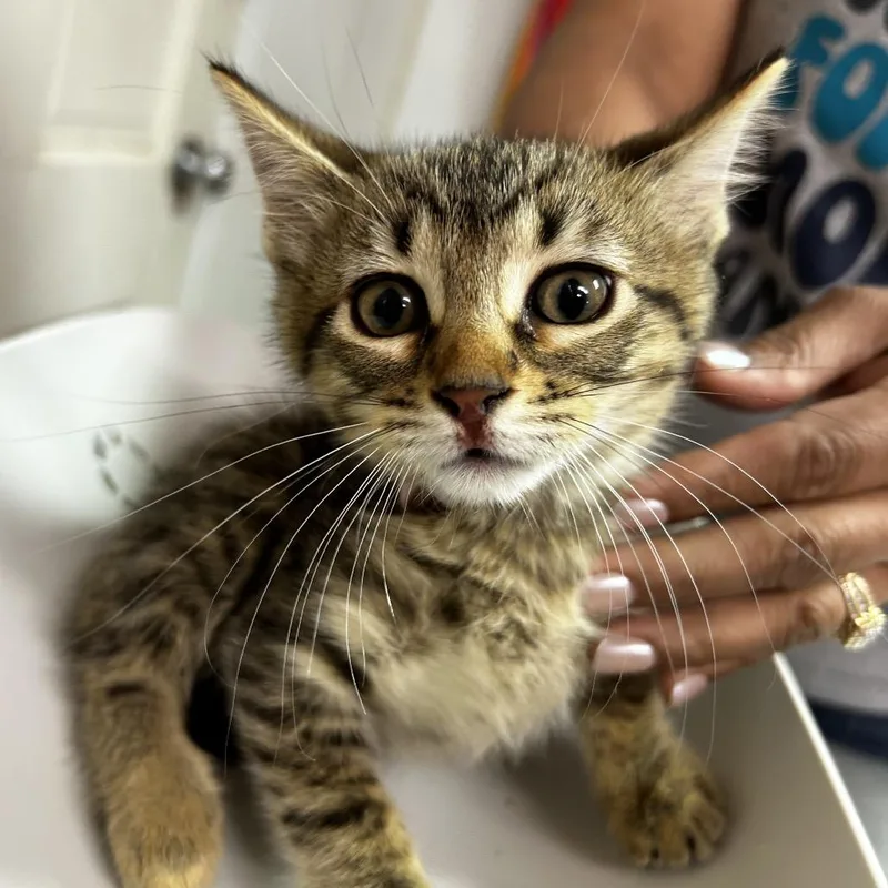 A baby small-sized male Brown / Chocolate Domestic Short Hair cat named Playstation for adoption in Leander, TX