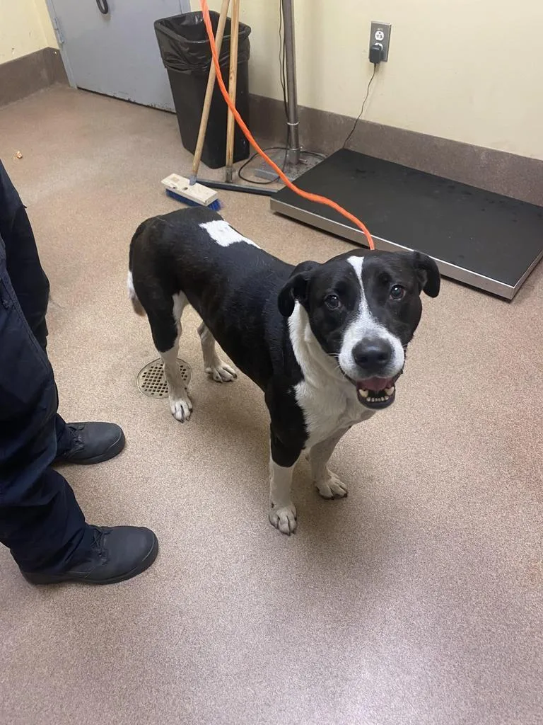 Limp Bizkit thumbnail 2