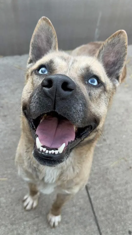 An adult medium-sized male Yellow / Tan / Blond / Fawn German Shepherd Dog dog named Taittinger for adoption in Chicago, IL