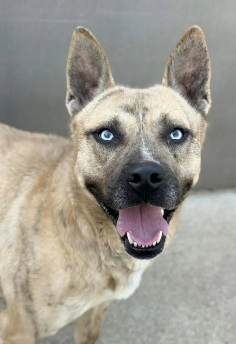 Taittinger thumbnail 2