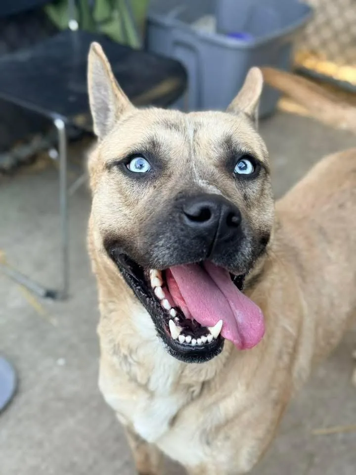 Taittinger thumbnail 4