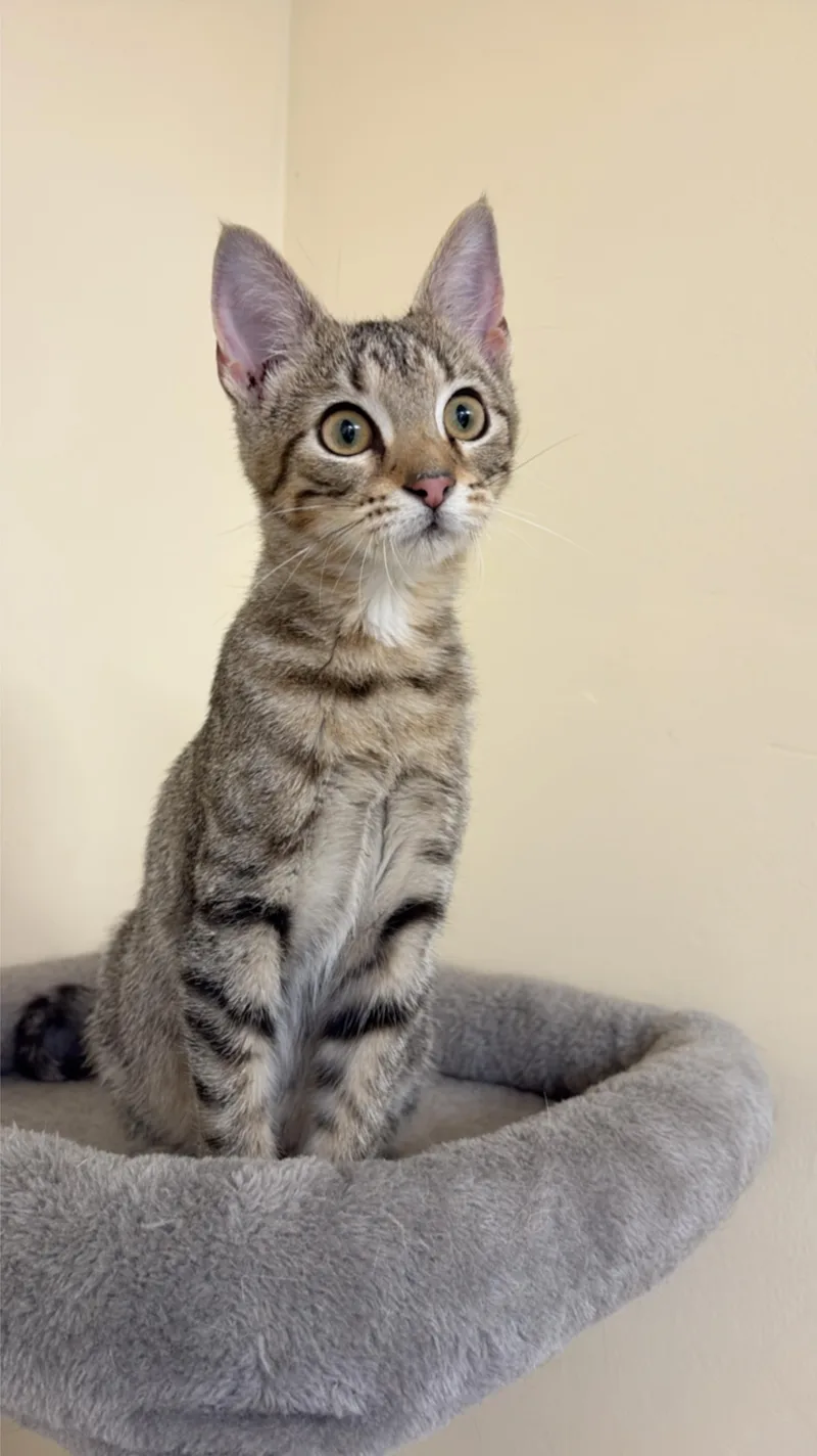 A baby small-sized female Tabby (Brown / Chocolate) Domestic Short Hair cat named Sage for adoption in Indianapolis, IN