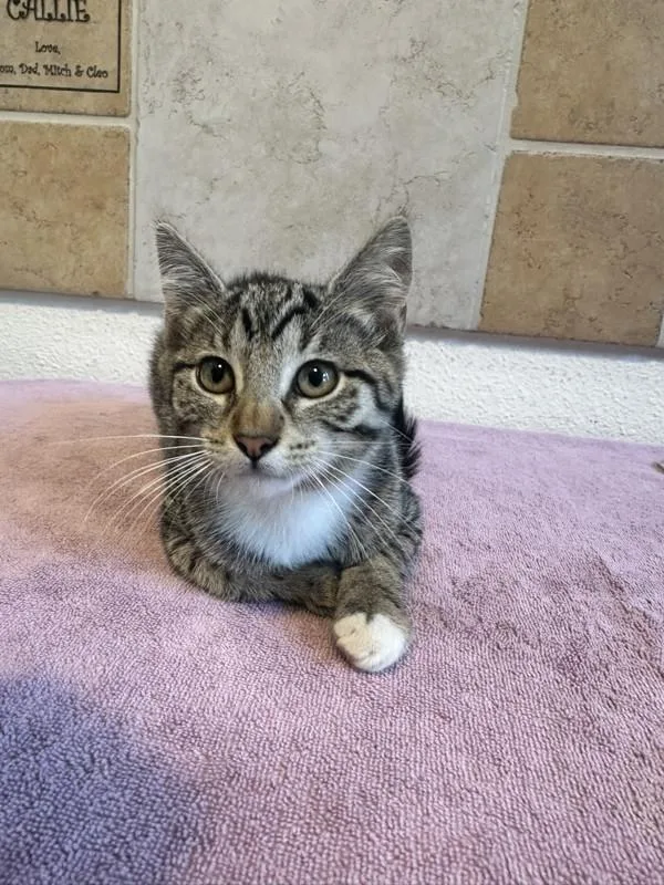 A young medium-sized female Domestic Short Hair cat named Viv for adoption in Novato, CA