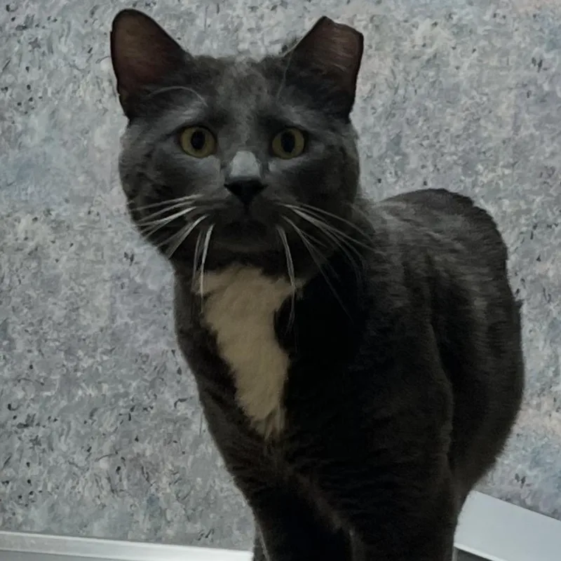 A young large-sized male Gray / Blue / Silver Domestic Short Hair cat named Everest for adoption in Omaha, NE