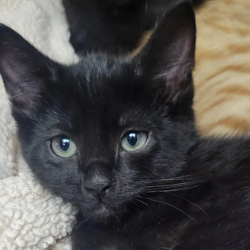 A baby small-sized male Black Domestic Short Hair cat named Ben for adoption in Milan, IL