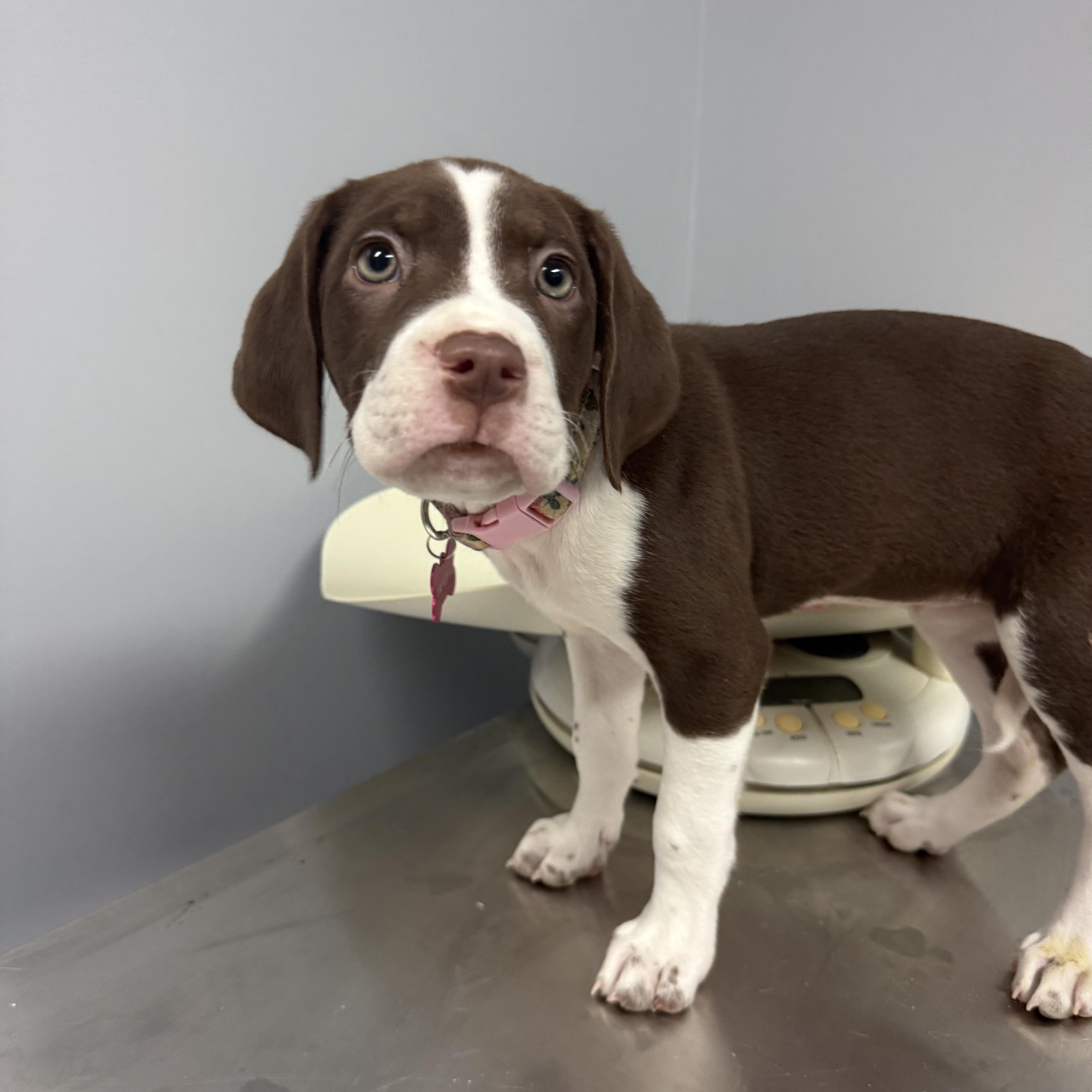 A baby medium-sized female Brittany Spaniel dog named Apple Fritter for adoption in Crystal Lake, IL