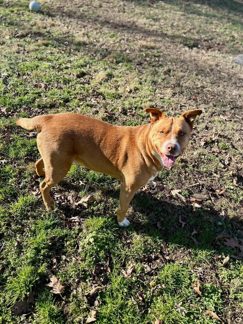 An adult extra large-sized male American Staffordshire Terrier dog named Duke for adoption in Holly Springs, NC