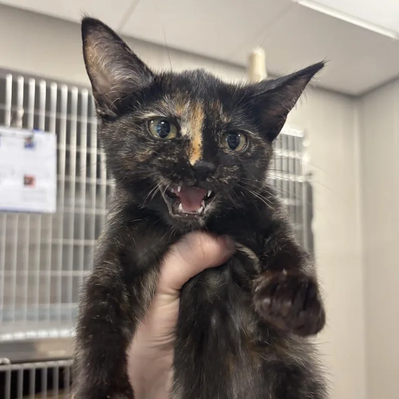 A baby small-sized female Tortoiseshell Domestic Short Hair cat named HalfnHalf for adoption in Wilmington, DE