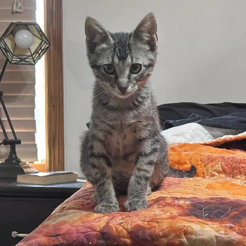 A baby small-sized female Gray / Blue / Silver Domestic Short Hair cat named Diesel for adoption in Wichita, KS