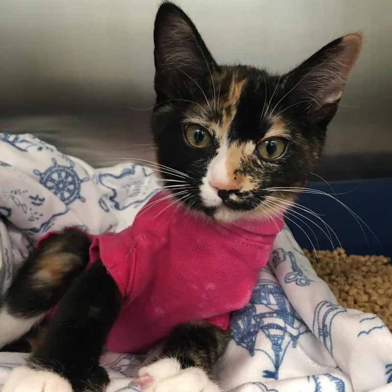 A baby small-sized female Calico Domestic Short Hair cat named Pippin for adoption in Greenville, TX
