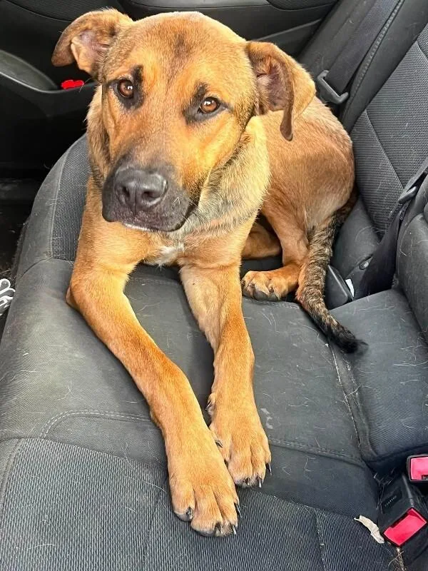 A young large-sized male Yellow / Tan / Blond / Fawn German Shepherd Dog dog named Beef for adoption in Georgetown, OH