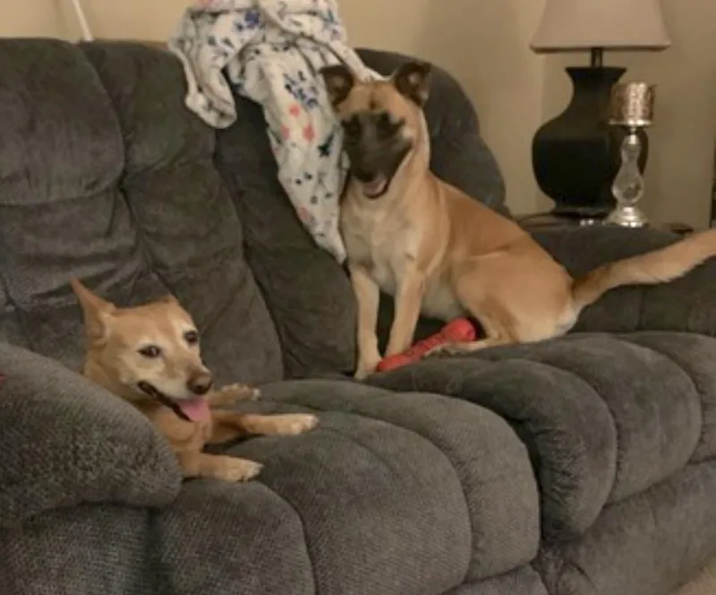 A young large-sized male German Shepherd Dog dog named Diesel for adoption in Amherst, MA
