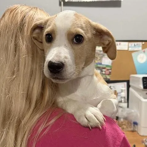 A baby medium-sized female Yellow / Tan / Blond / Fawn Mixed Breed dog named Madison for adoption in Wappingers Falls, NY