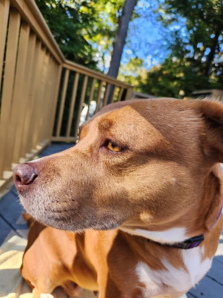 Isis The Goddess thumbnail 5