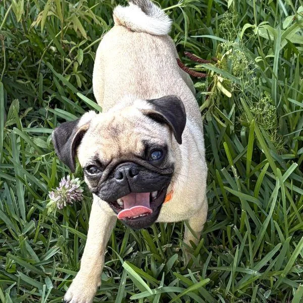 Nacho