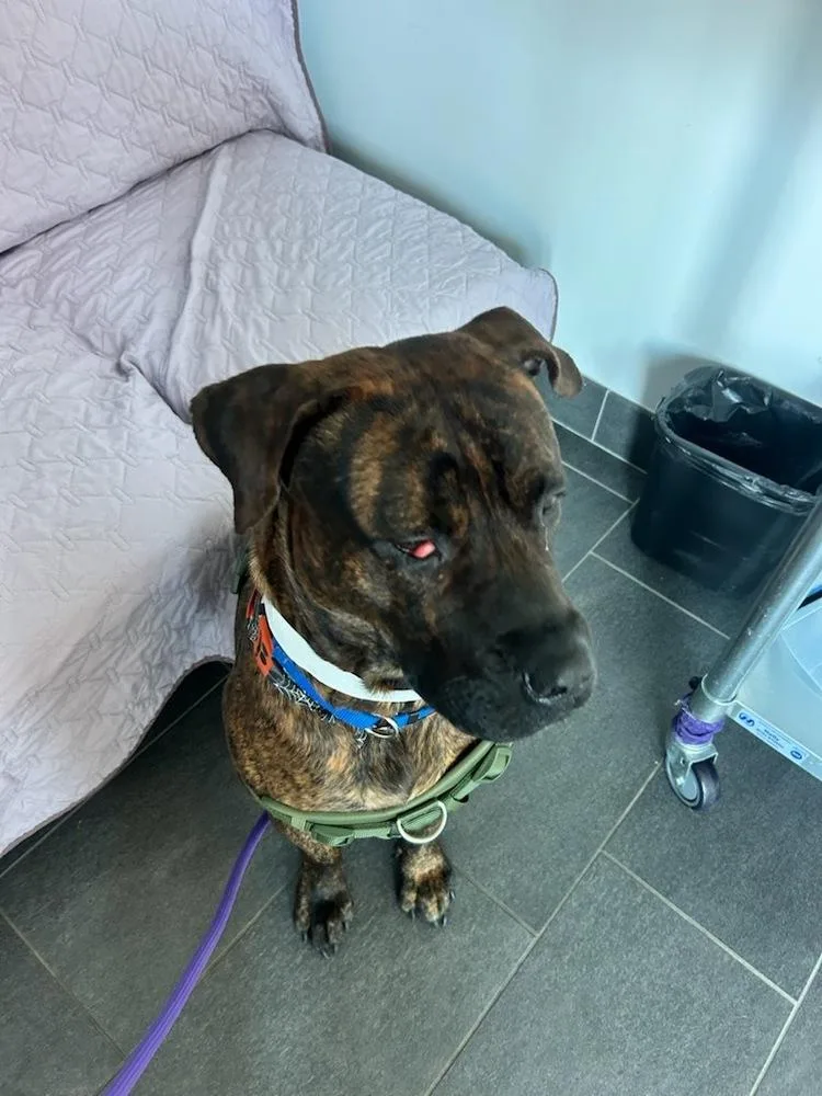 A young large-sized male Presa Canario dog named Tiny West Orange for adoption in Westbury, NY
