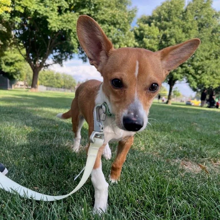 A young small-sized male Yellow / Tan / Blond / Fawn Miniature Dachshund dog named Boomer for adoption in Nampa, ID