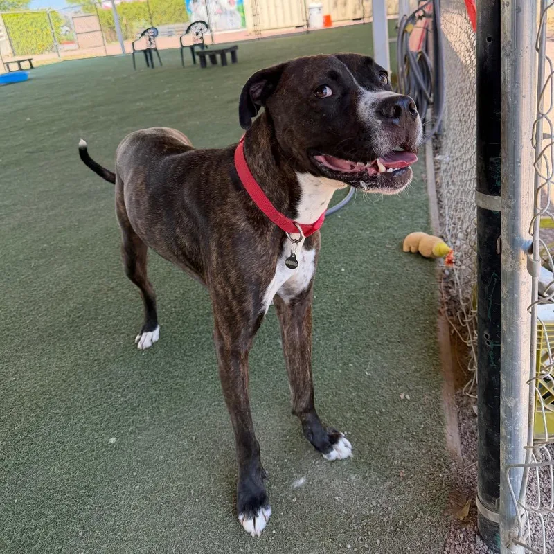 An adult large-sized male Brindle Boxer dog named Bruno for adoption in Riverside, CA