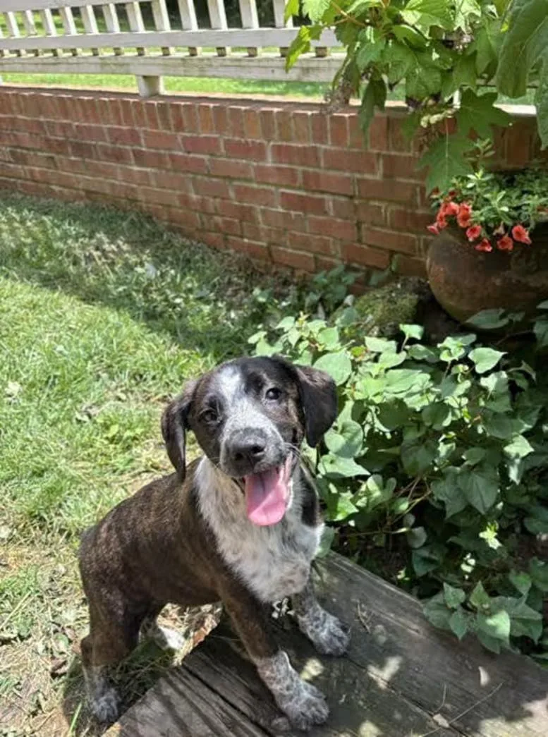 A baby medium-sized female Brown / Chocolate Australian Shepherd dog named Mellow Yellow for adoption in Watertown, CT