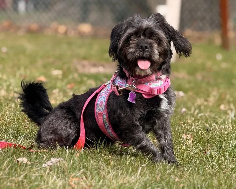 Pixie Dust thumbnail 2