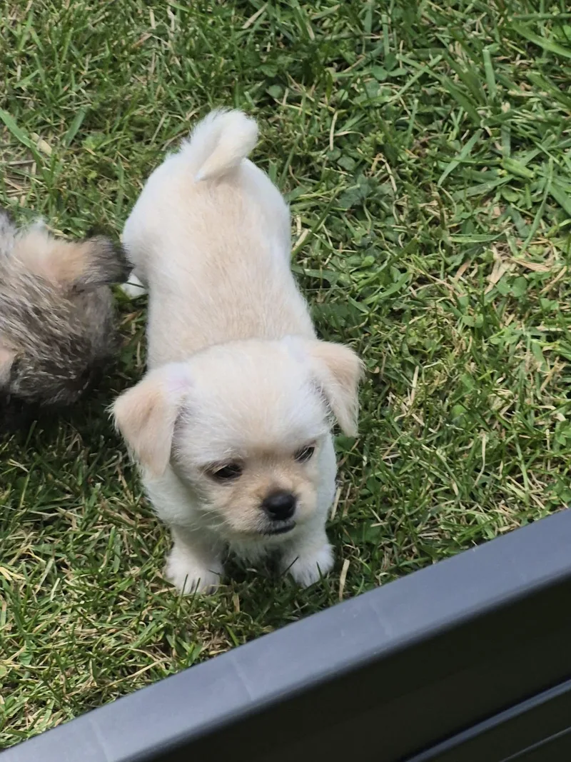 A baby small-sized male Chihuahua dog named Thor for adoption in Covington, KY