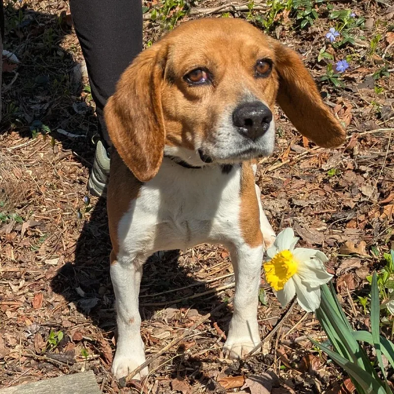 An adult small-sized male Brown / Chocolate Beagle dog named Randall for adoption in Charlottesville, VA