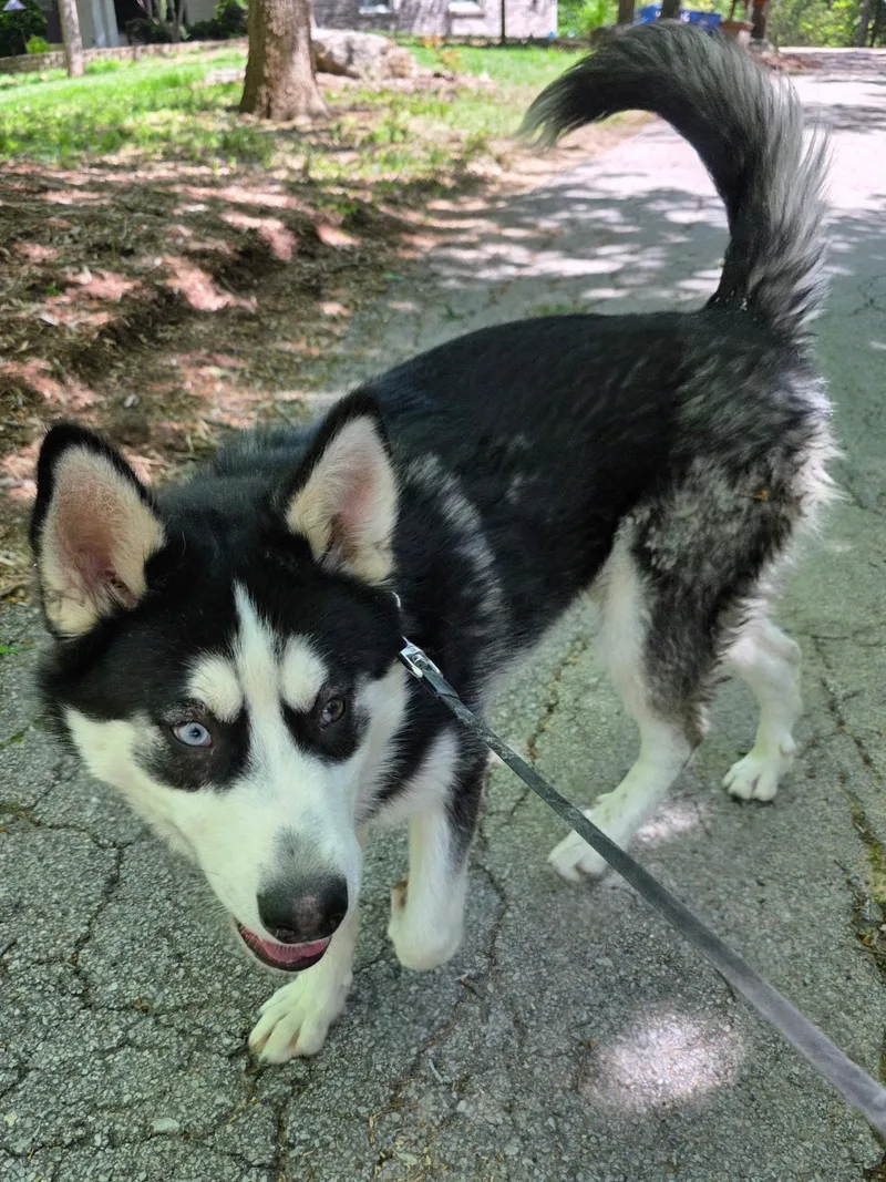 A young large-sized male Black Siberian Husky dog named Despin for adoption in Washington, MO