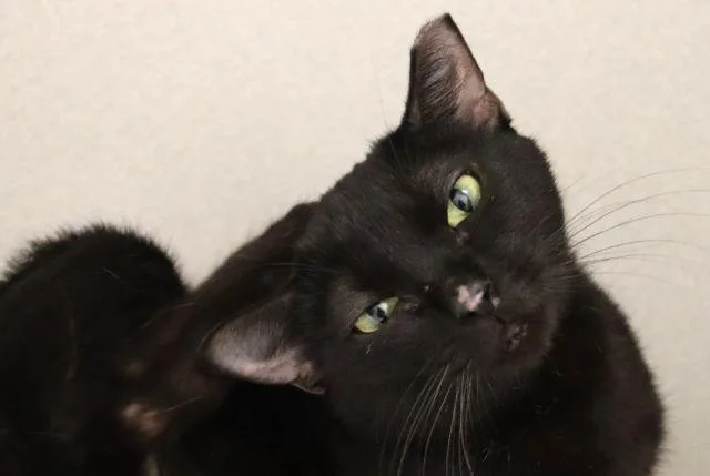 A young small-sized female Manx cat named Bunny for adoption in Tucson, AZ