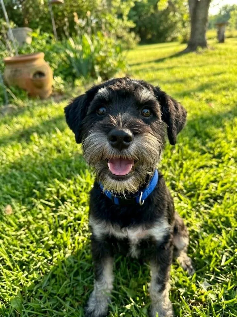 A baby small-sized male Havanese dog named Newman for adoption in Dallas, TX