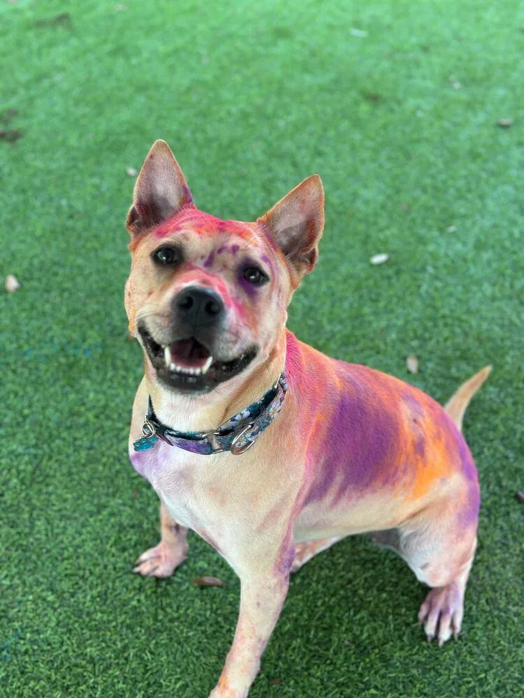 An adult medium-sized female White / Cream Carolina Dog dog named Eggnog for adoption in Lakeland, FL