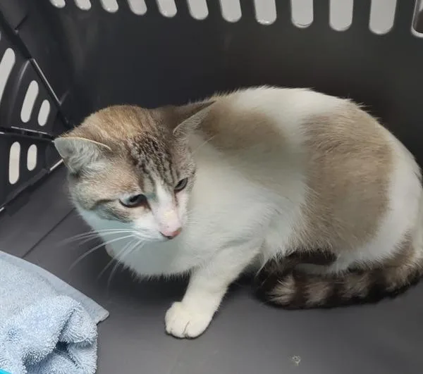 An adult medium-sized male Siamese cat named If Blue for adoption in Lawrenceville, GA