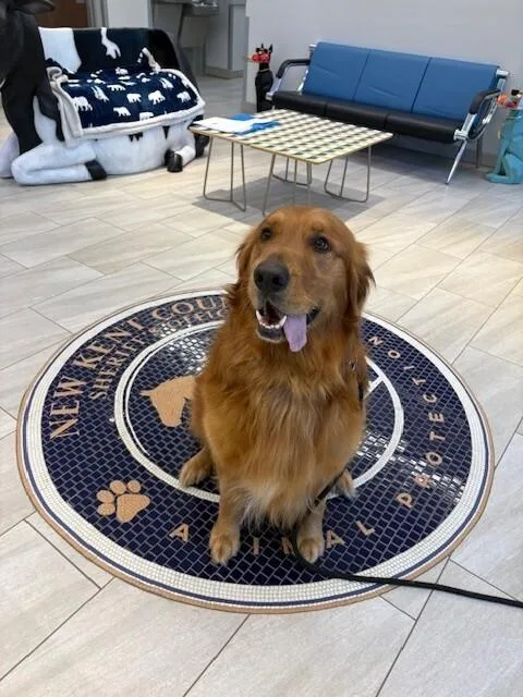 An adult extra large-sized male Golden Retriever dog named Scooby Doo for adoption in Providence Forge, VA
