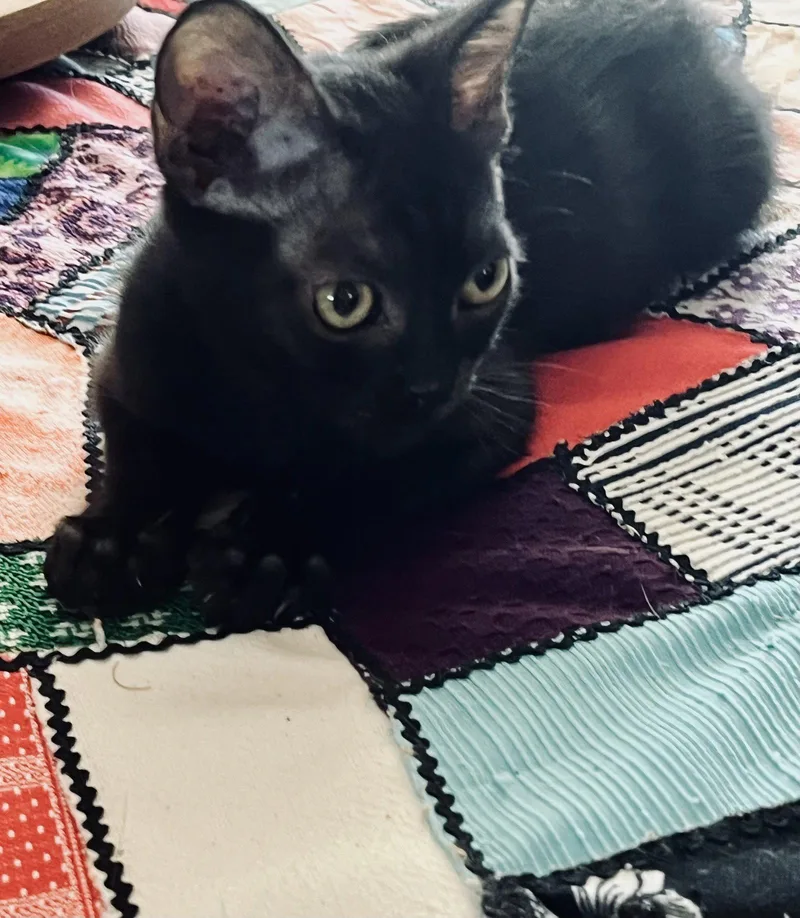 A baby small-sized female Black Domestic Short Hair cat named Baby Bear for adoption in Phoenix, AZ