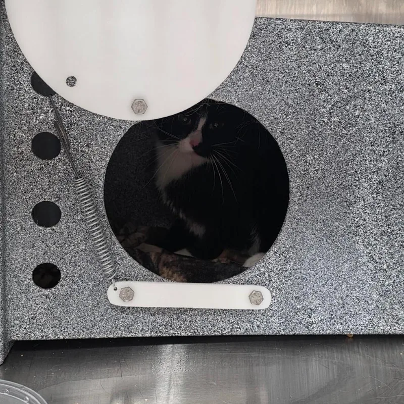 A young medium-sized female Black Domestic Short Hair cat named Mocha for adoption in Salt Lake City, UT