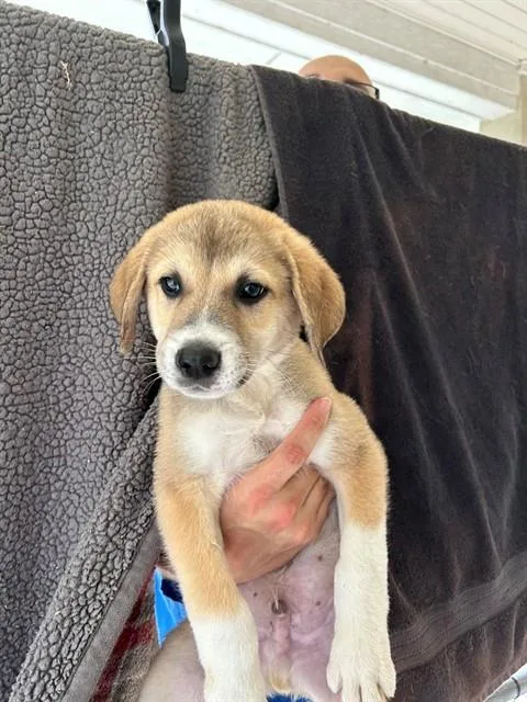 A baby large-sized male Anatolian Shepherd dog named Angry Bird for adoption in Cookeville, TN
