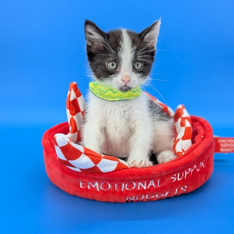 A baby medium-sized male Black & White / Tuxedo Domestic Short Hair cat named Espresso for adoption in Tucker, GA