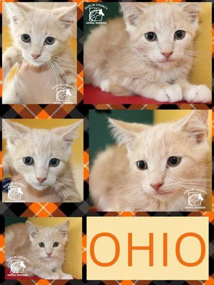 A baby medium-sized male Domestic Short Hair cat named Ohio for adoption in Kenansville, NC
