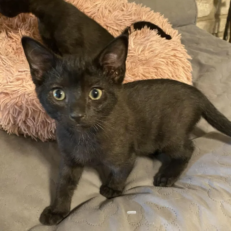 A baby medium-sized male Black Domestic Short Hair cat named Coalt DM for adoption in Austin, TX