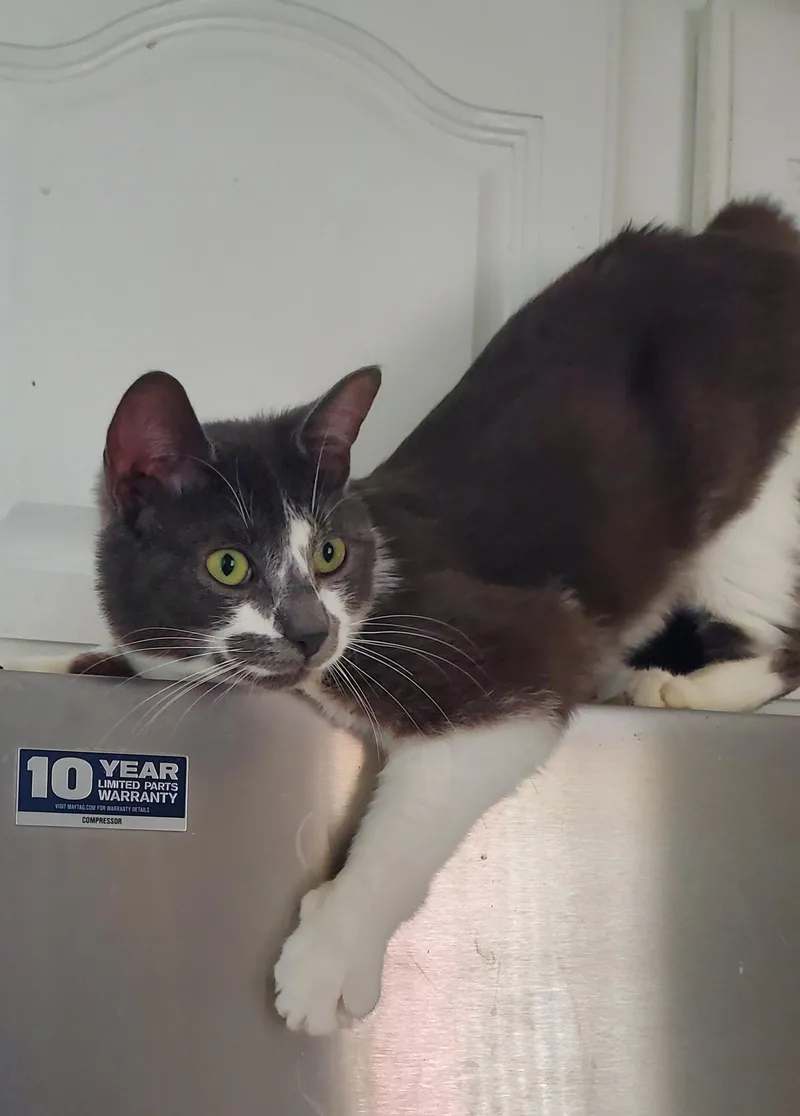 An adult medium-sized male Domestic Short Hair cat named Marco for adoption in Naugatuck, CT