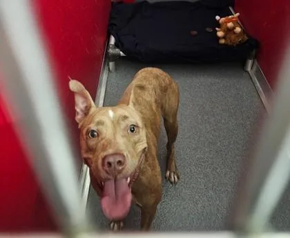 An adult medium-sized female Mixed Breed dog named Remy for adoption in West Chester, PA