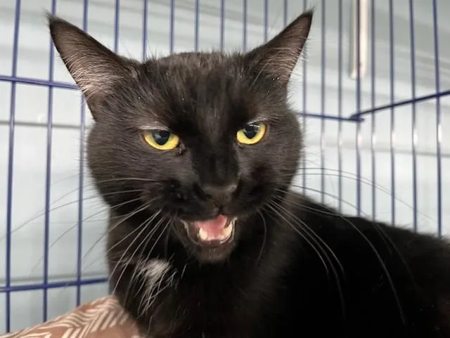 An adult medium-sized male Black & White / Tuxedo Domestic Short Hair cat named Bart for adoption in Grosse Ile, MI