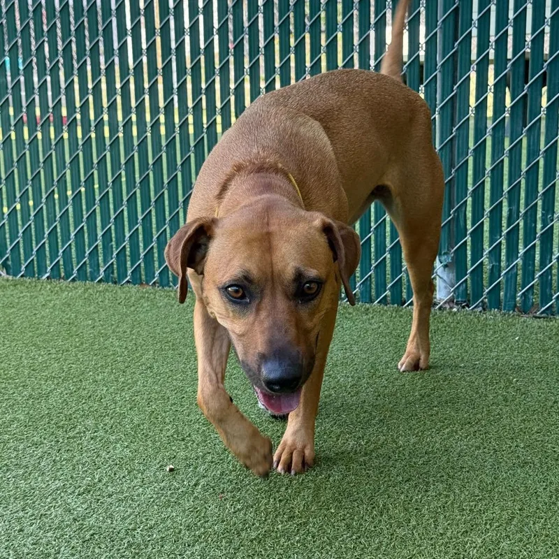 An adult medium-sized female Yellow / Tan / Blond / Fawn Black Mouth Cur dog named Clove for adoption in Lakeland, FL