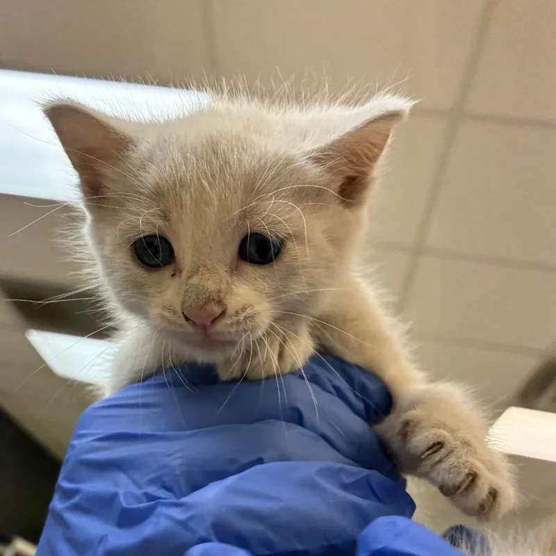 A baby small-sized female White Domestic Short Hair cat named Pearl for adoption in Columbus, GA