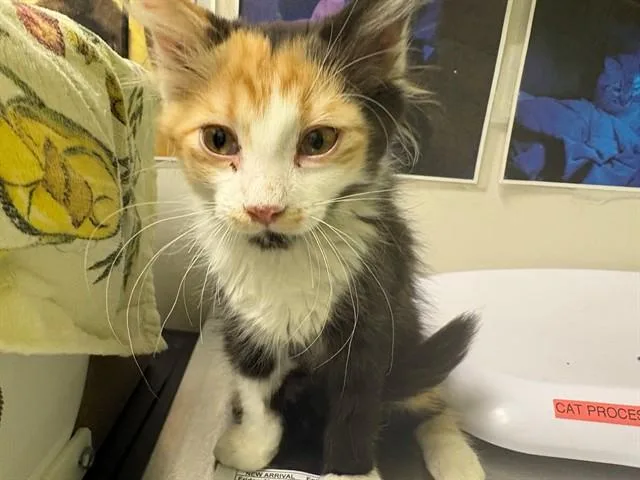 Luna