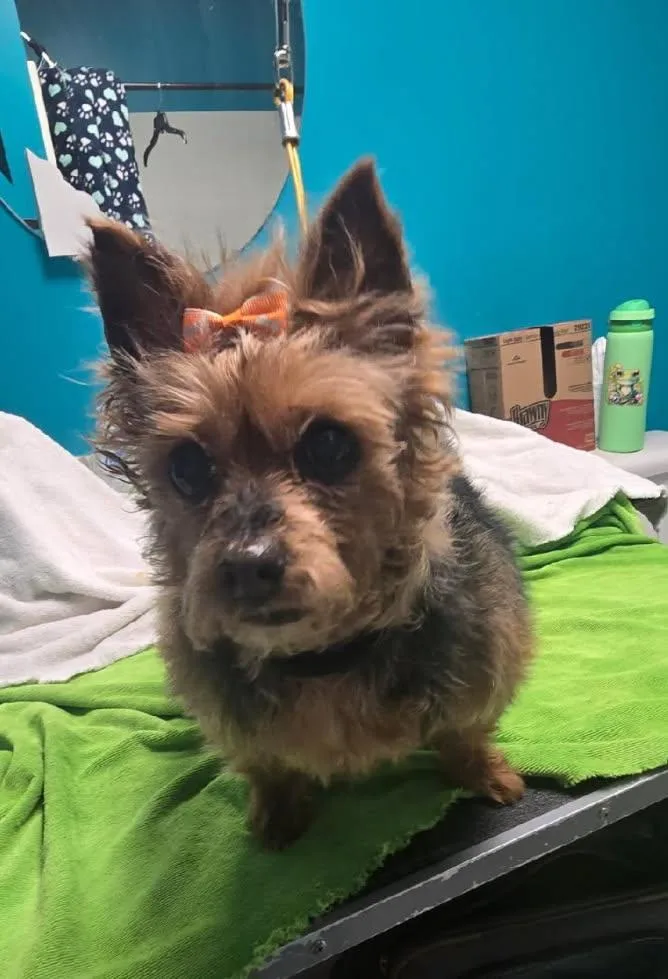 Penny