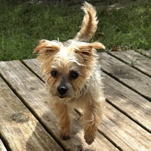 An adult small-sized female Bicolor Yorkshire Terrier dog named Mindy for adoption in Broken Arrow, OK