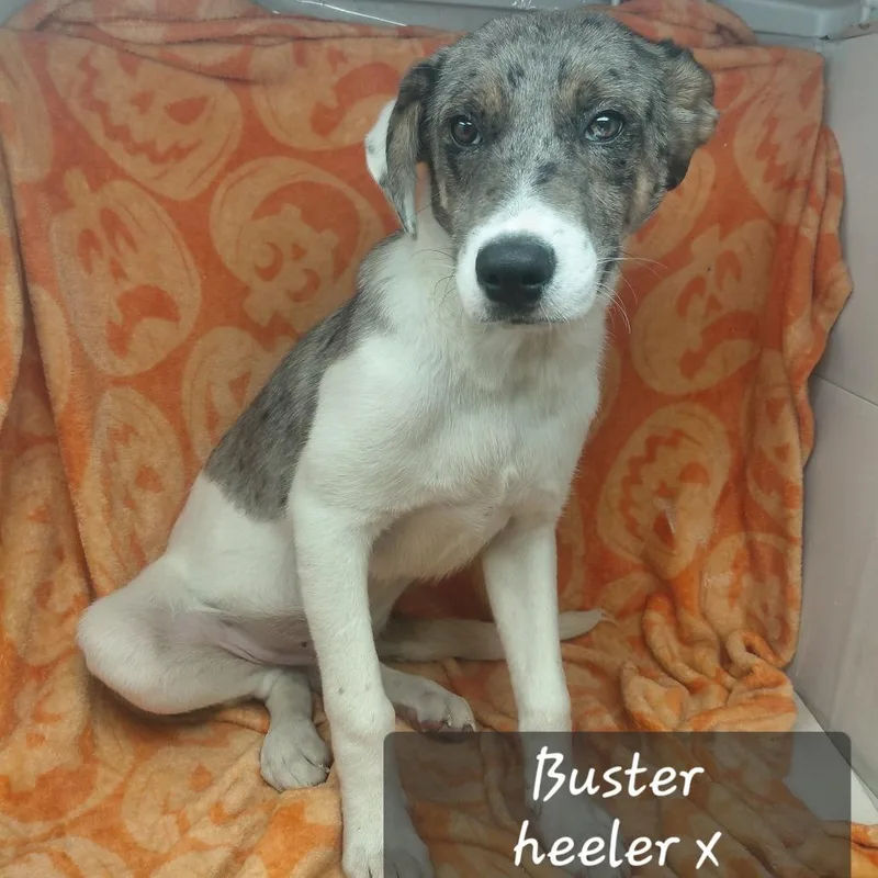 Buster