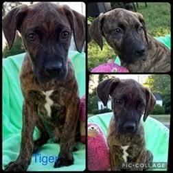A baby medium-sized male Brindle Plott Hound dog named Tiger for adoption in Tampa, FL