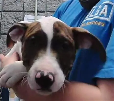 A baby small-sized male Pit Bull Terrier dog named Harvey for adoption in Tulsa, OK